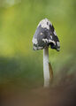 Пъстра копринка (Coprinopsis picacea) ; Коментари:4