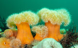 Морски анемонии (Metridium dianthus) ; comments:13