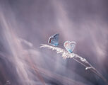 no name ( ID=2556620 ) ; comments:14