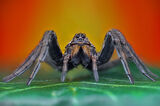 no name ( ID=2556747 ) ; comments:9