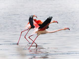 Flamingos Taking Off ; Коментари:11