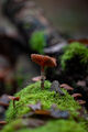 cortinarius ; comments:2