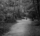 Abney Park Cemetery III ; comments:6