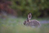 no name ( ID=2583296 ) ; comments:5