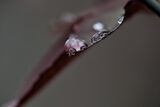 rain drops and macro lens … ; comments:2