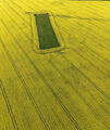 Yellow ; comments:5