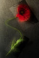 no name ( ID=2584347 ) ; comments:8