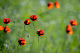 no name ( ID=2584648 ) ; No comments