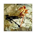 Метаморфозата ; comments:6