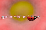 no name ( ID=2584811 ) ; comments:11