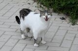 Котка №129 ; Коментари:3