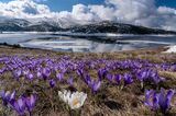 Белите минзухари на Рила… ; Коментари:9