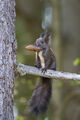 no name ( ID=2585335 ) ; No comments