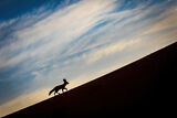 Fennec of Sahara ; comments:13