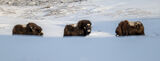 The land of Musk ox ; comments:2
