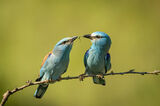 Blue roller kiss ; comments:18