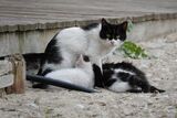 Майка котка ; comments:2