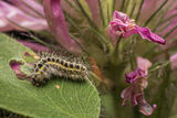 no name ( ID=2586366 ) ; comments:5