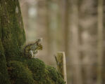 no name ( ID=2586501 ) ; comments:11