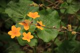 no name ( ID=2586653 ) ; comments:1