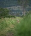 без име ( ID=2587352 ) ; Коментари:2