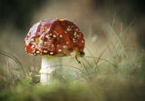 no name ( ID=2587627 ) ; comments:12